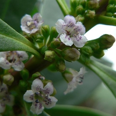 Myoporum acuminatum