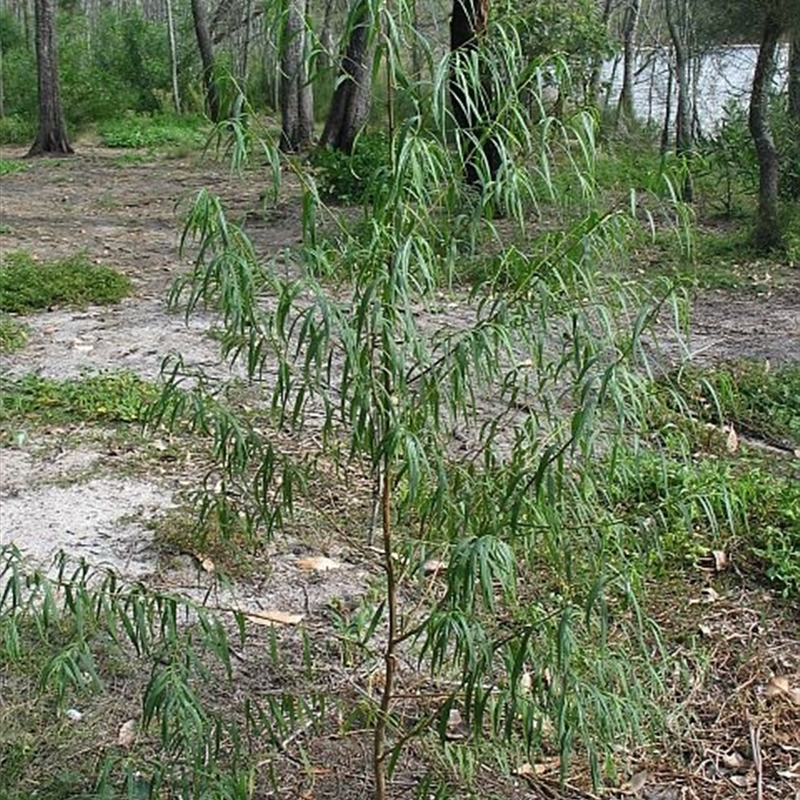 Myoporum bateae