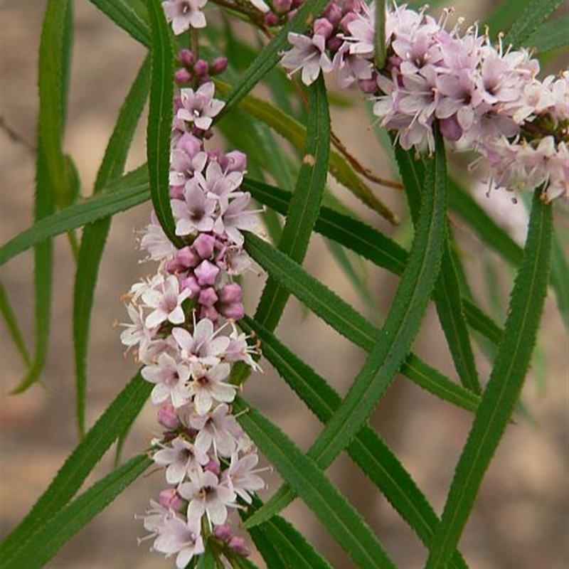 Myoporum bateae