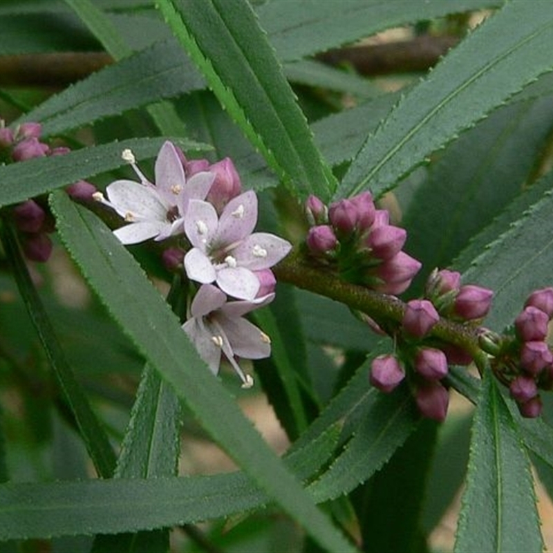 Myoporum bateae