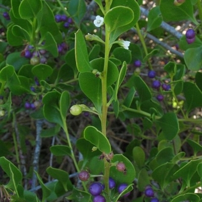 Myoporum boninense subsp. australe