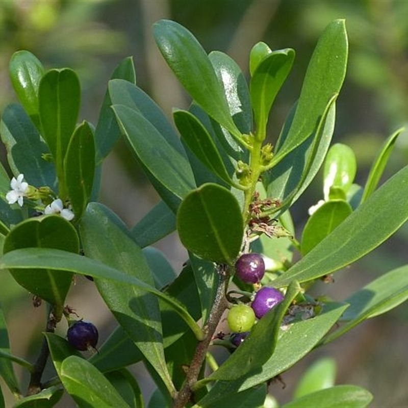 Myoporum boninense subsp. australe