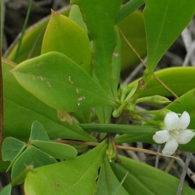 Myoporum boninense subsp. australe