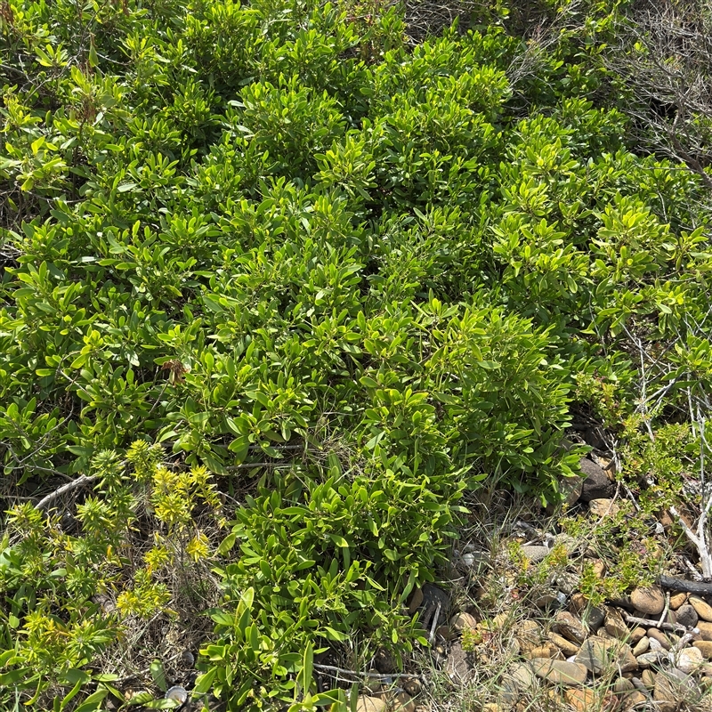 Myoporum boninense subsp. australe