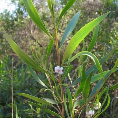 Myoporum montanum