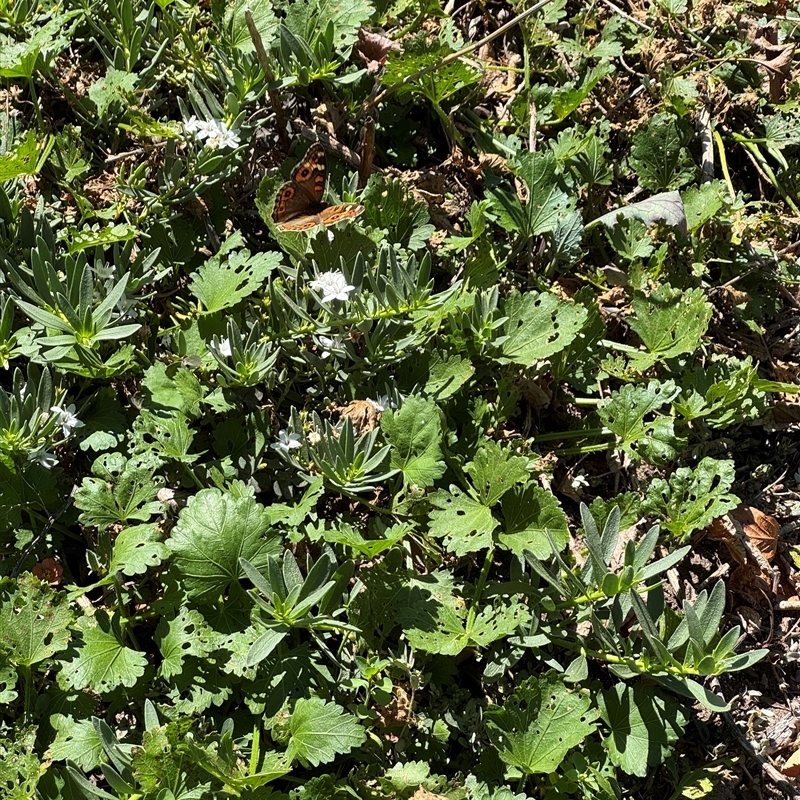 Myoporum parvifolium