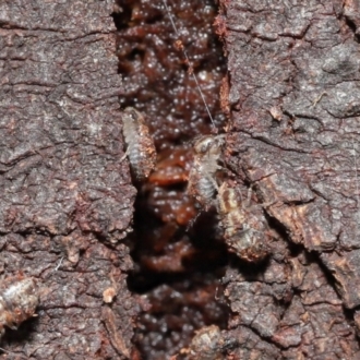 Myopsocus sp. (genus)