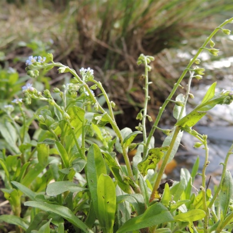 Myosotis laxa subsp. caespitosa