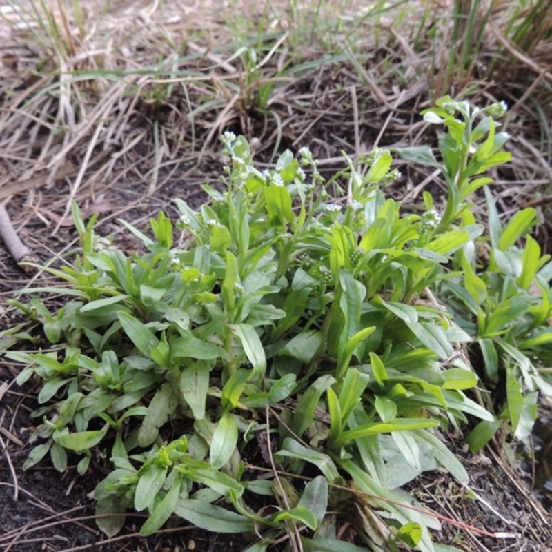 Myosotis laxa subsp. caespitosa