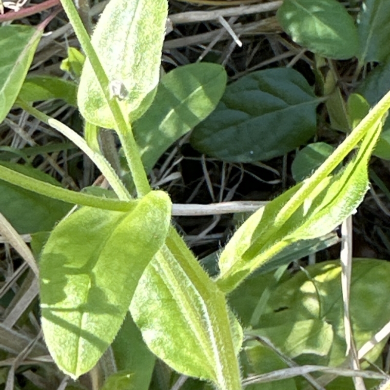 Myosotis sylvatica