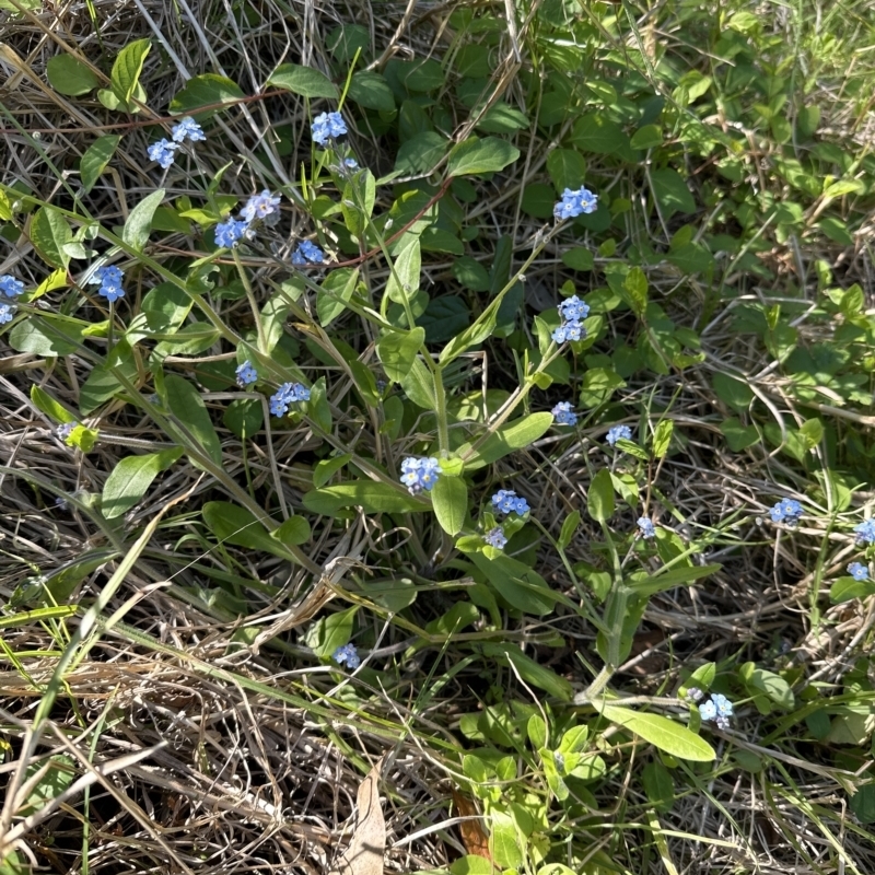 Myosotis sylvatica