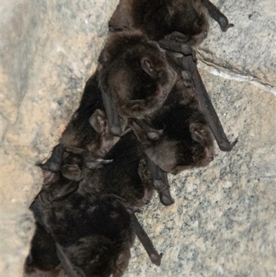 Myotis macropus