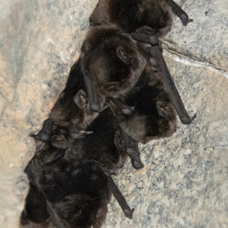 Myotis macropus