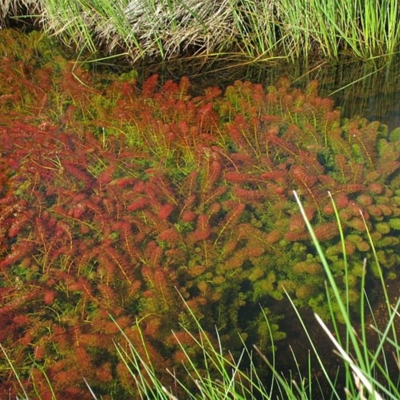 Myriophyllum alpinum