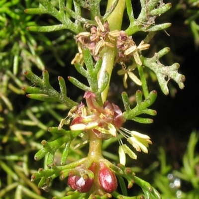 Myriophyllum alpinum