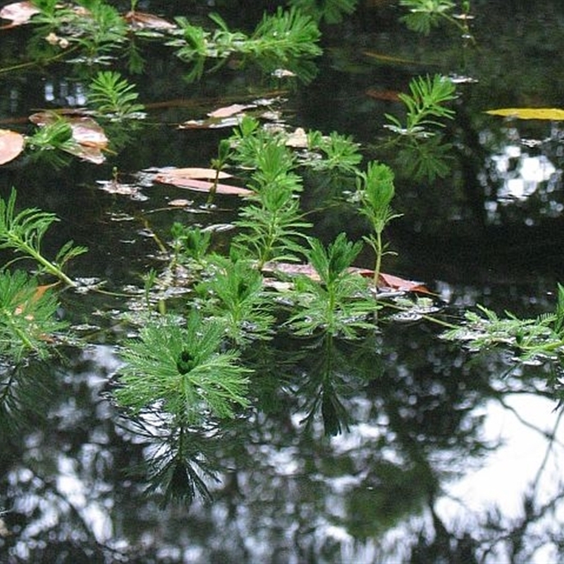 Myriophyllum aquaticum