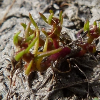 Myriophyllum glomeratum