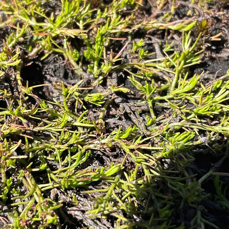 Myriophyllum lophatum