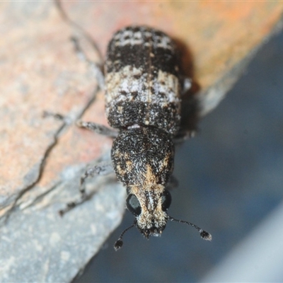 Anthribidae sp. (family)