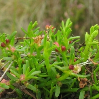 Myriophyllum pedunculatum subsp. pedunculatum