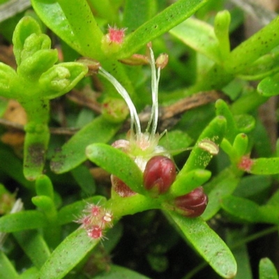 Myriophyllum pedunculatum subsp. pedunculatum