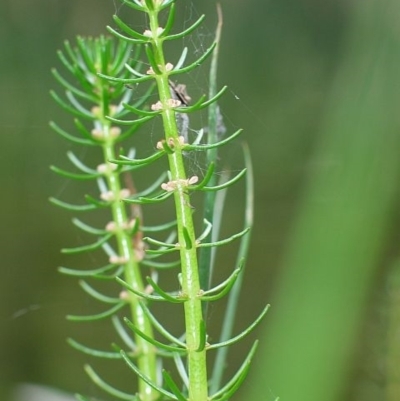 Myriophyllum sp.