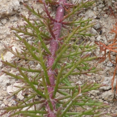 Myriophyllum variifolium