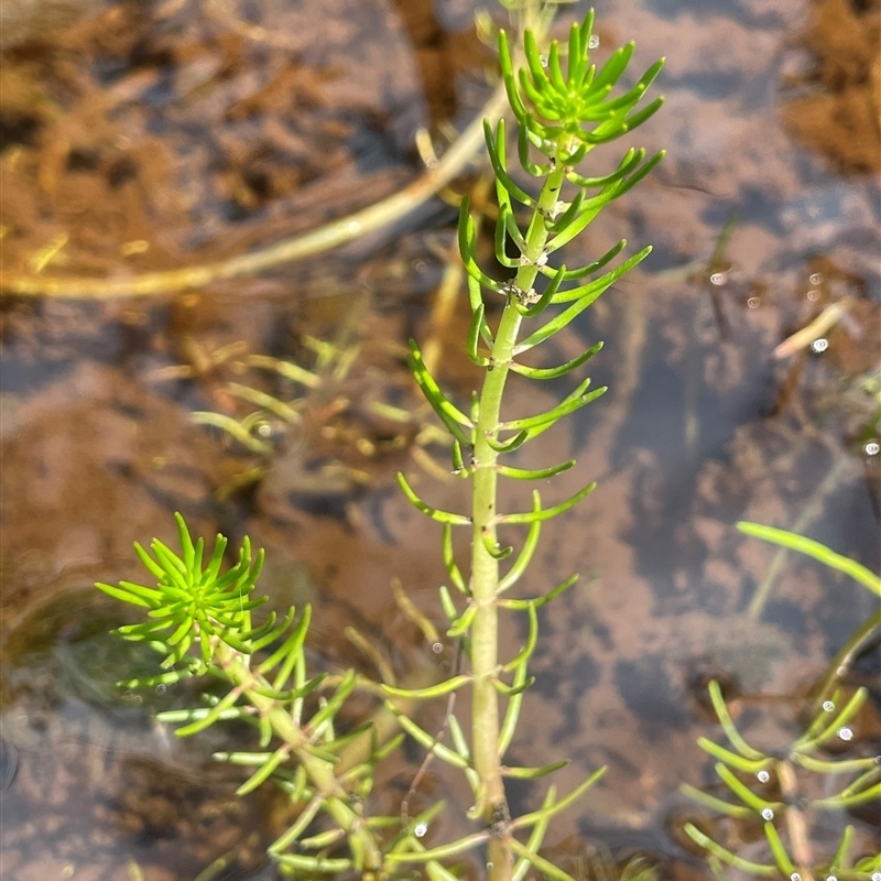 Myriophyllum variifolium