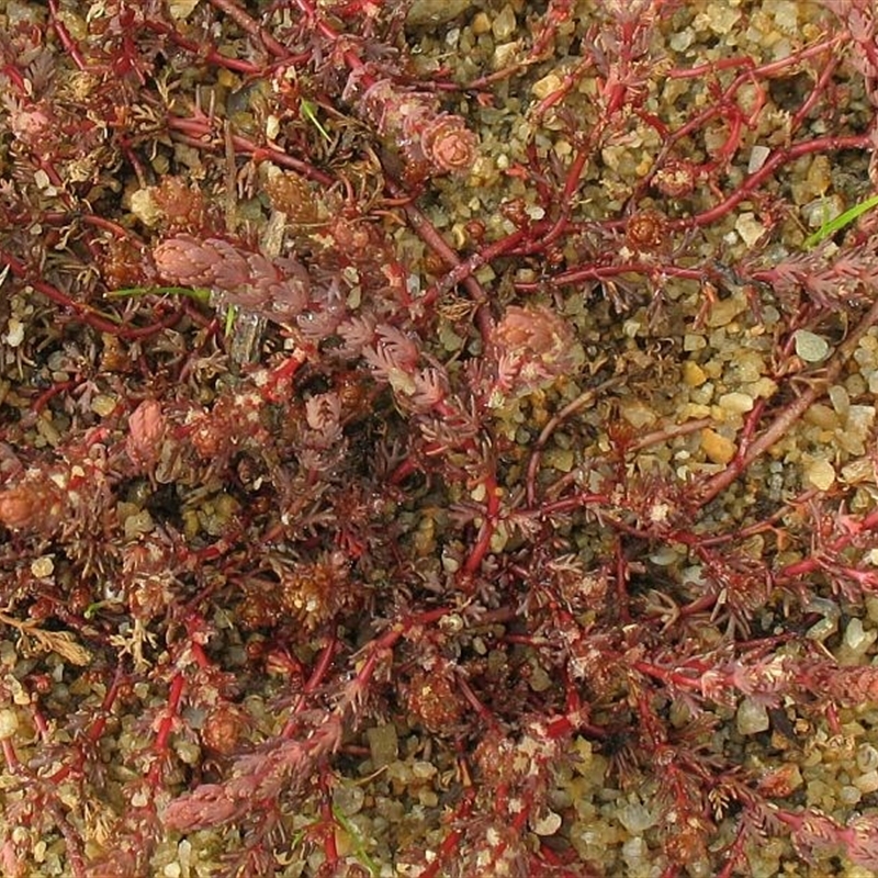 Myriophyllum verrucosum