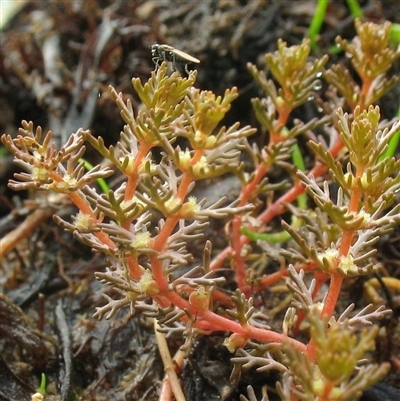 Myriophyllum verrucosum