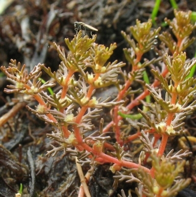 Myriophyllum verrucosum