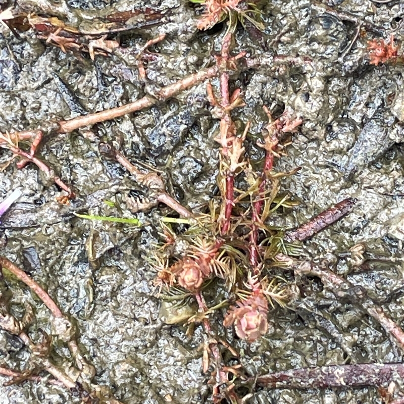 Myriophyllum verrucosum