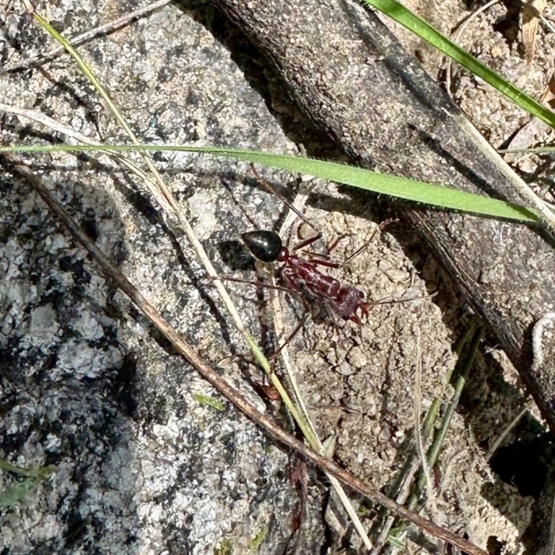 Myrmecia forficata