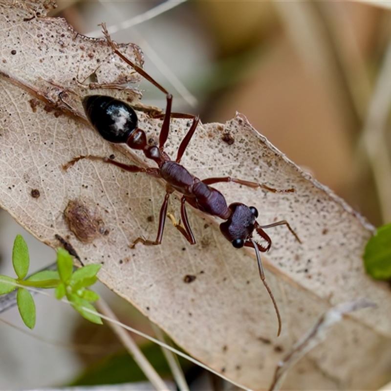 Myrmecia forficata