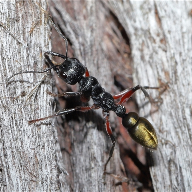 Myrmecia fulvipes