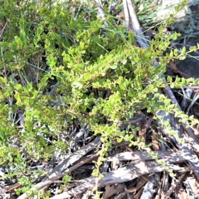 Acacia hispidula