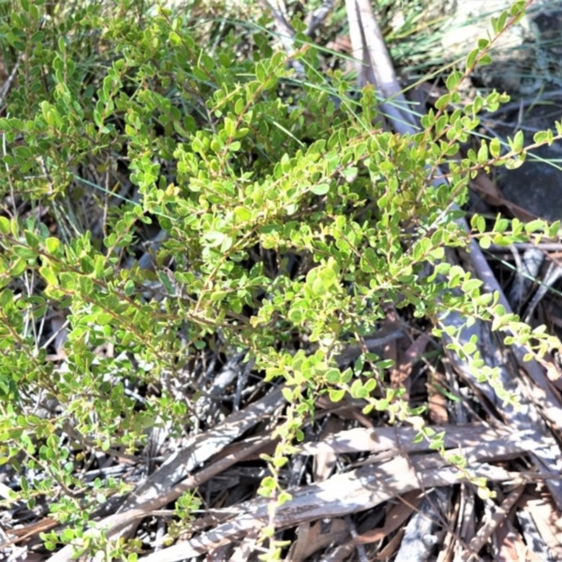 Acacia hispidula