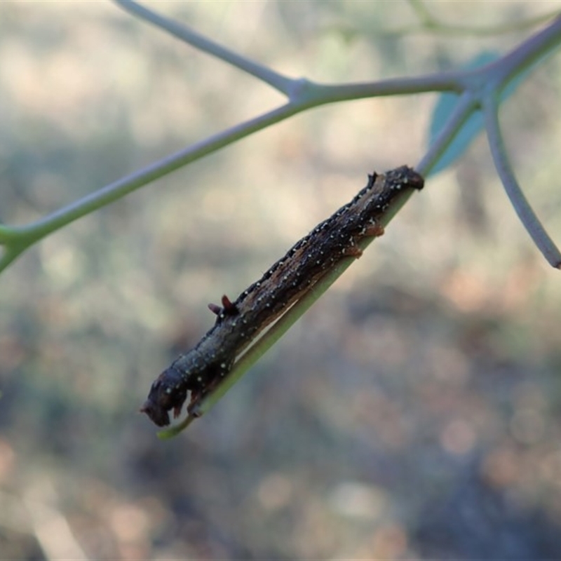 Antictenia punctunculus