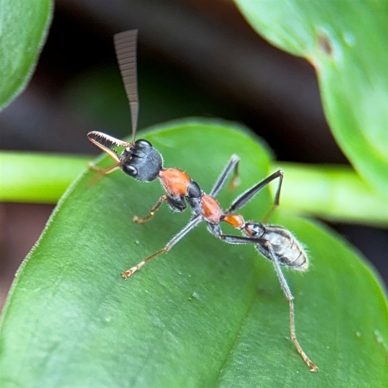 Myrmecia nigrocincta