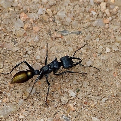 Myrmecia piliventris