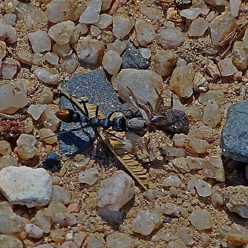 Myrmecia piliventris