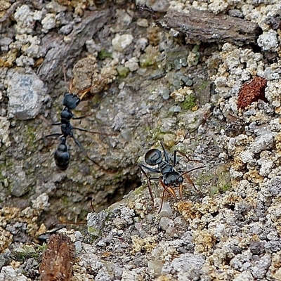 Myrmecia pilosula