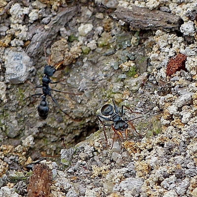 Myrmecia pilosula