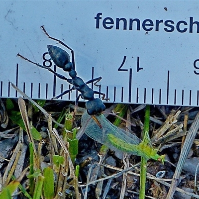 Myrmecia pilosula