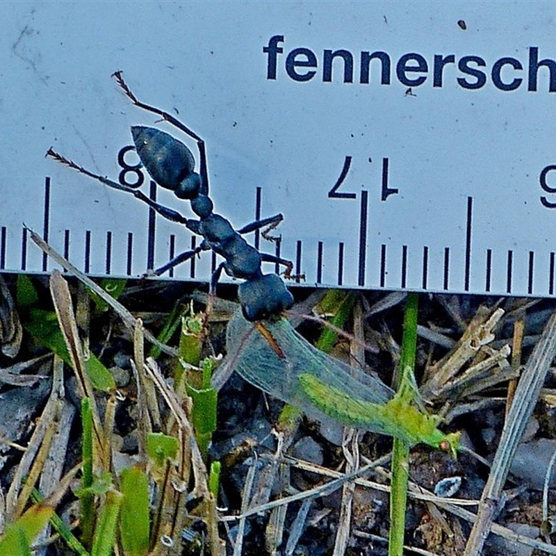 Myrmecia pilosula