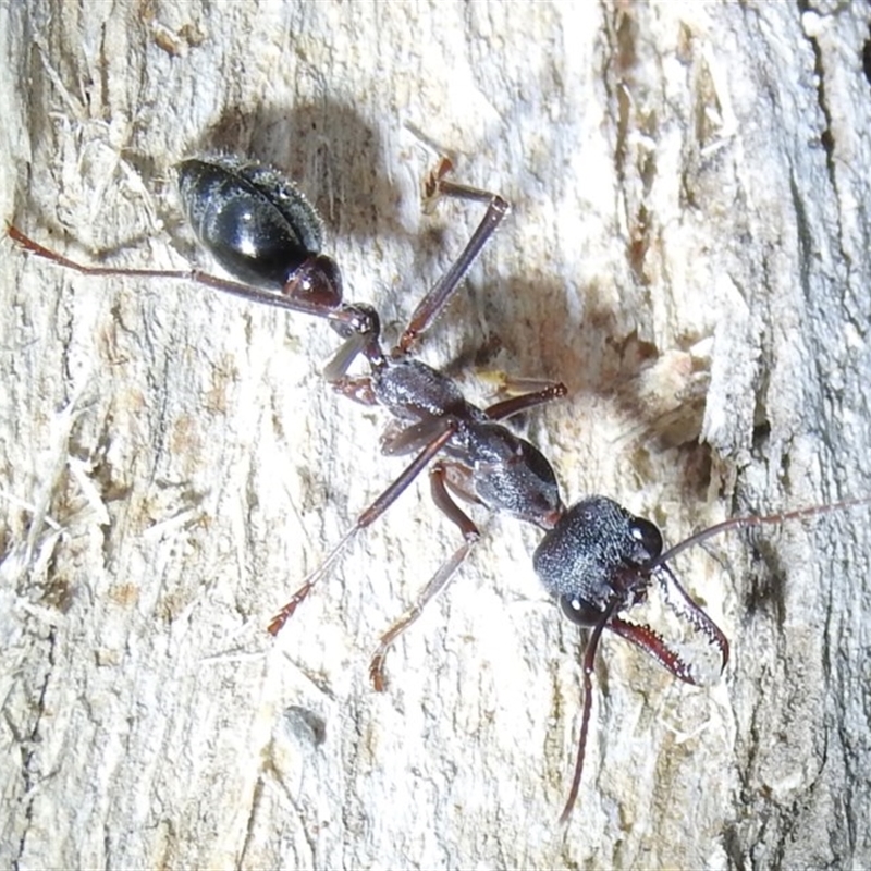 Myrmecia pyriformis