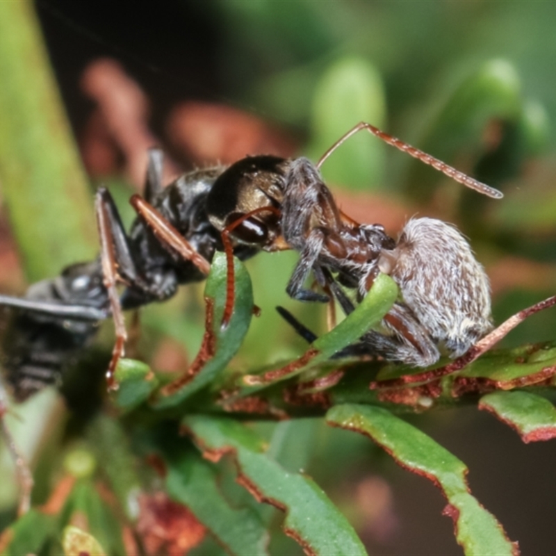 Myrmecia sp. (genus)