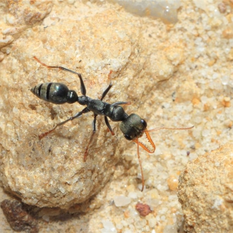 Myrmecia sp., pilosula-group