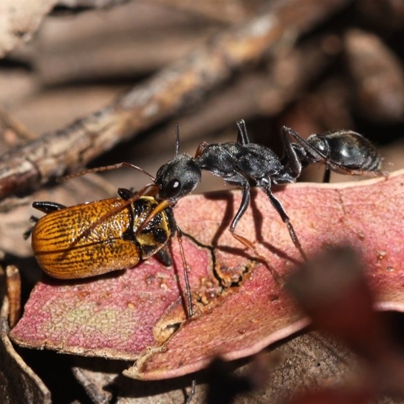 Myrmecia sp., pilosula-group