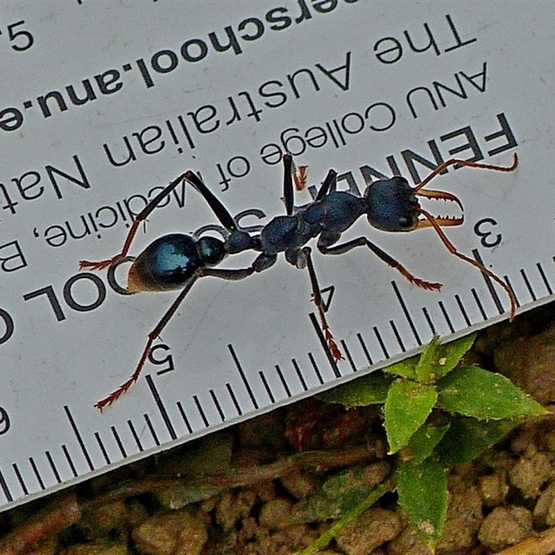 Myrmecia tarsata